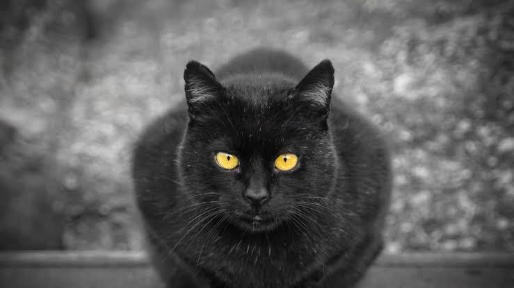 WhatsApp Image 2025-09-02 at 3.14.11 PM (2)